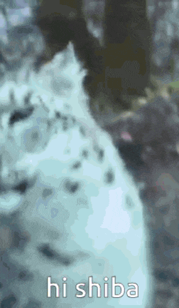 a blurred image of a snow leopard with the words hi shiba below it