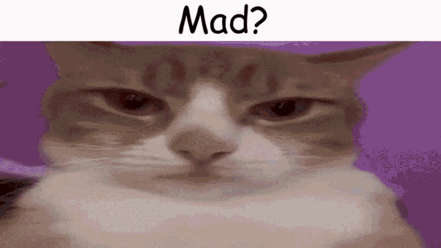a close up of a cat 's face with the word mad above it