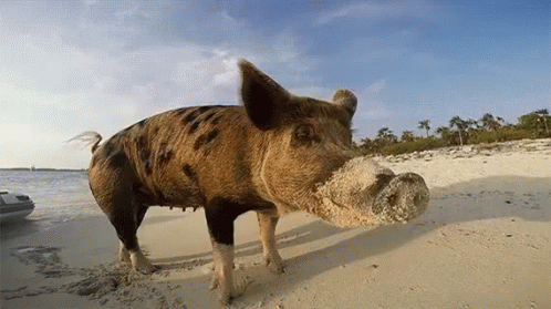 Sandy Nosed Pig From Pig Island GIF - Island Pig Island Pig GIFs