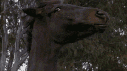 a close up of a horse 's head with a tree in the background