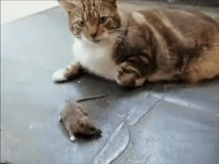 Cat Rat GIF - Cat Rat Poke GIFs