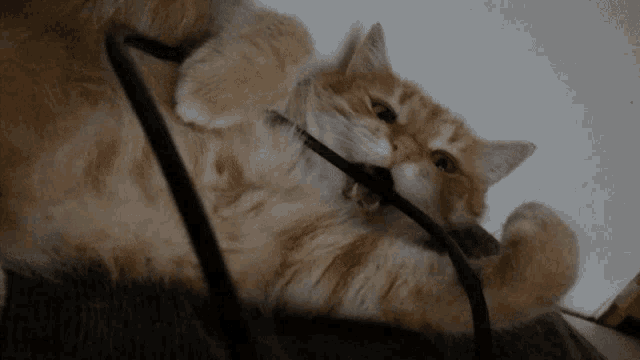 a cat laying on its back playing with a black cord