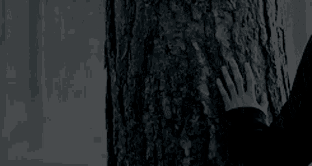 a person is touching the bark of a tree .