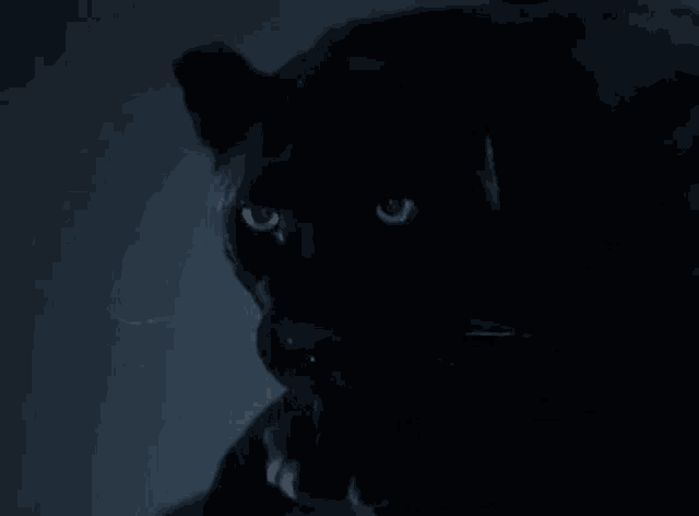 a close up of a black panther with yellow eyes