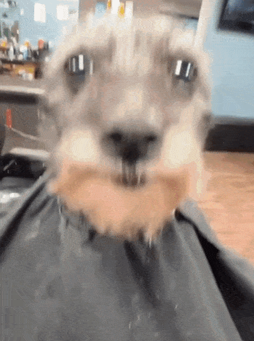Looking Spiffy Dog Haircut GIF - Looking Spiffy Dog Haircut Bad Haircut GIFs
