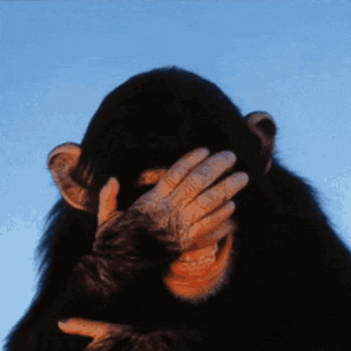 a chimpanzee covering his face with his hand