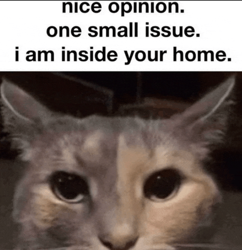 a cat with the words nice opinion one small issue i am inside your home written below it
