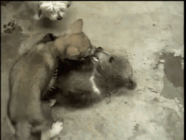 Grizzly Bear Cub & Wolf Cub Playing GIF - Bears Dogs Puppies GIFs