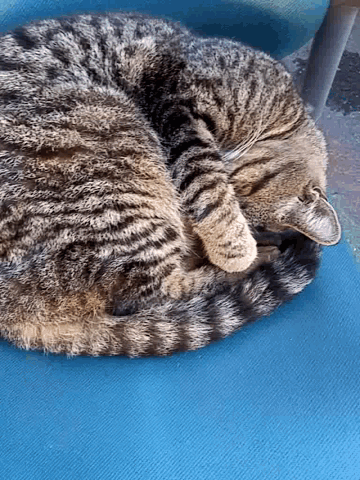 Sleepy Cat GIF - Sleepy Cat Tired GIFs