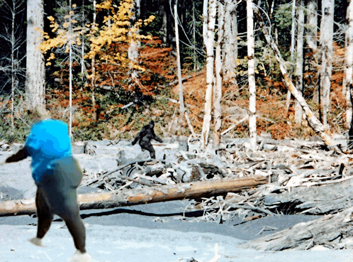 a person with a blue backpack is walking through a forest