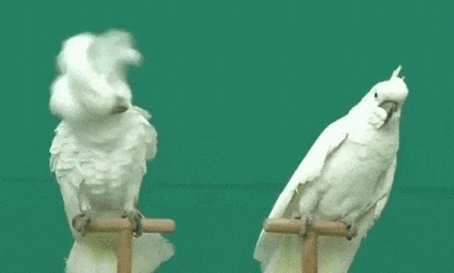 What Seriously GIF - What Seriously Bird GIFs
