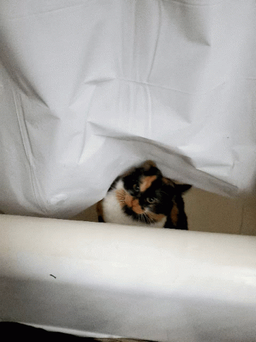 Nosey Hiding GIF - Nosey Hiding Cat GIFs