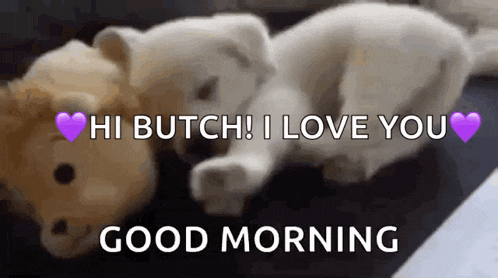 a puppy is laying next to a teddy bear and says `` hi butch ! i love you `` .