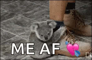 Koala Clingy GIF - Koala Clingy Hug GIFs