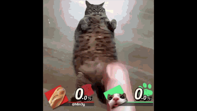 Cat Eating Bread GIF - Cat Eating Bread Smash Bros GIFs