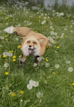 a fox is laying in a field of dandelions