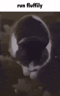 a black and white cat is looking at the camera with the words run fluffily above it .