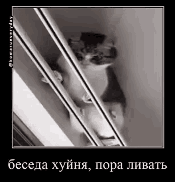 a black and white photo of a cat behind bars in a prison cell .