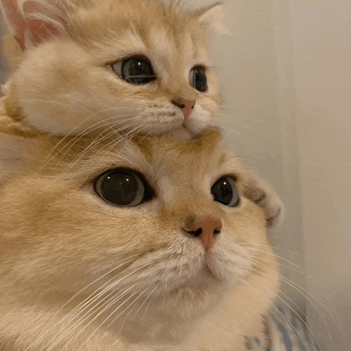 a cat with a kitten on top of it 's head