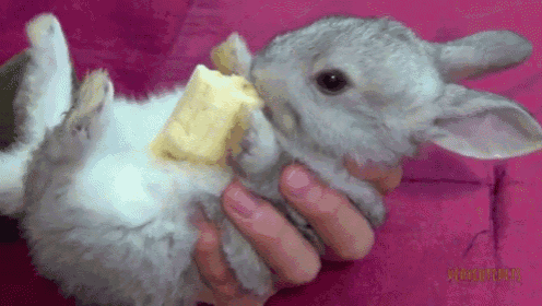 Fluffy Bunny Eating A Banana GIF - Fluffy Bunny Eating GIFs