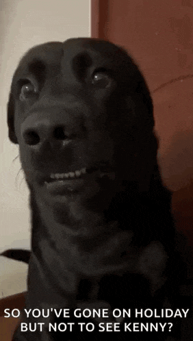 a black dog with braces on its teeth is making a funny face .