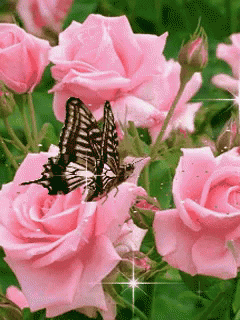 Rose Buttefly GIF - Rose Buttefly GIFs
