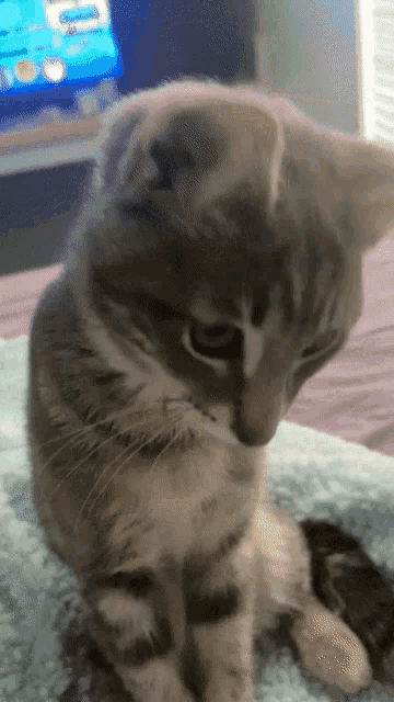 Cat Silly GIF - Cat Silly Something On Your Shirt GIFs