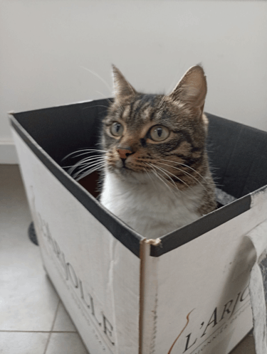 Cat GIF - Cat GIFs