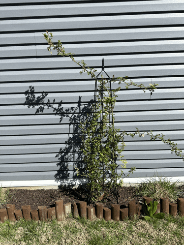 a plant is growing in front of a gray siding