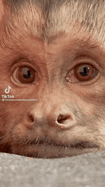 Abdulmaraj Monkey GIF - Abdulmaraj Monkey GIFs