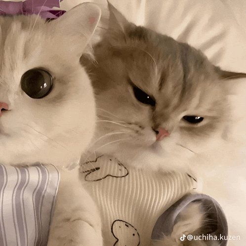 two cats are laying next to each other on a bed with the hashtag uchiha.kuzen