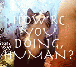 How'Re You Doing Human? GIF - Howareyou Cats Cute GIFs