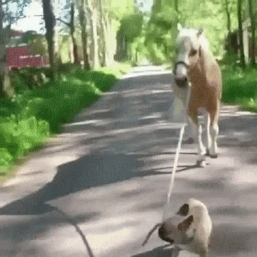 Funny Animals Pug GIF - Funny Animals Pug Horse GIFs