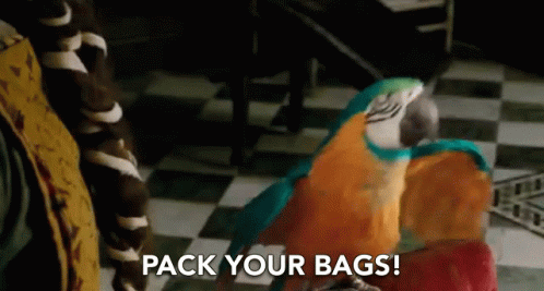 Pack Your Bags Come On GIF - Pack Your Bags Come On Lets Go GIFs