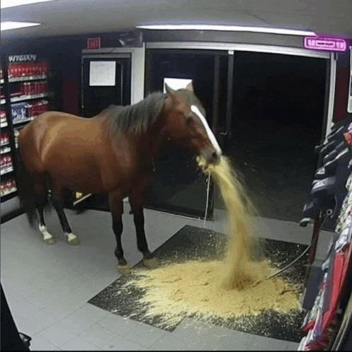 a horse standing in front of a store that has a sign that says exit