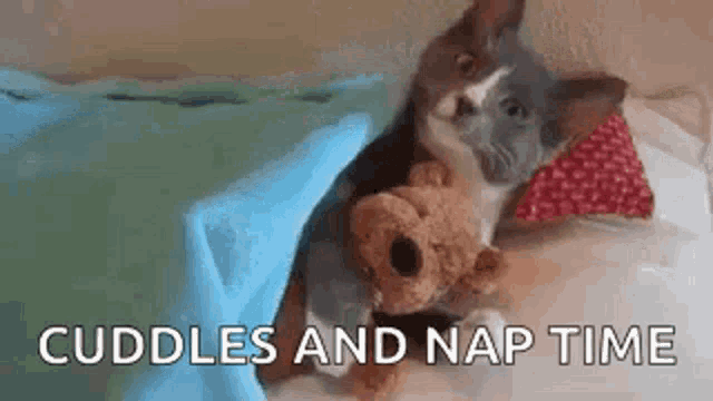 a cat is laying on a bed with a teddy bear and a blanket .