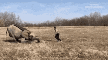 a man is running towards an elephant that is laying on its back in a field .