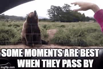 some moments are best when they pass by a bear