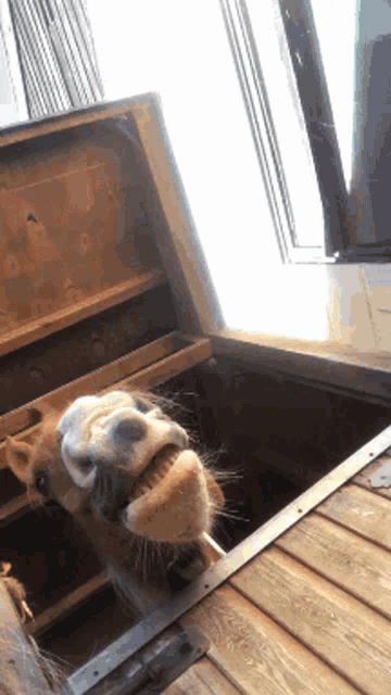a horse sticking its head out of a wooden stable door
