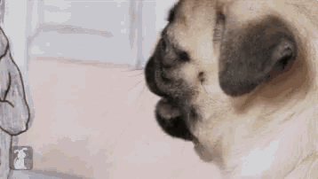 a pug dog is looking at a drawing of a man on a wall .
