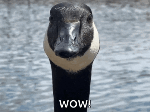 a close up of a goose 's head with the words wow below it