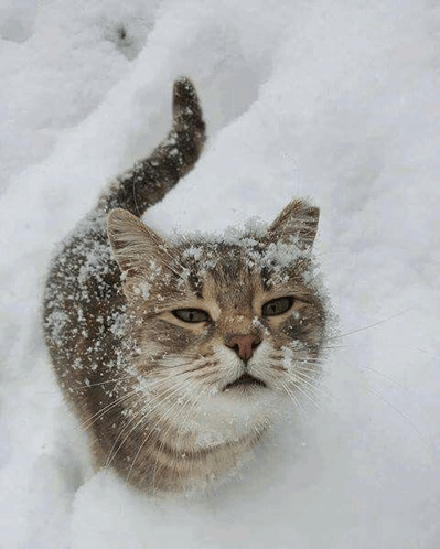 Cat Snow GIF - Cat Snow Snow Cat GIFs
