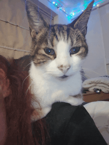 a cat laying on a person 's lap with christmas lights behind it