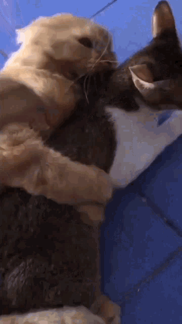 two cats are laying next to each other on a blue blanket .