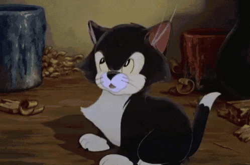 a black and white cat is sitting on a wooden floor