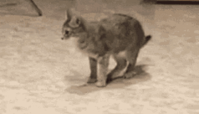 a cat is walking on a carpet on a sandy floor .