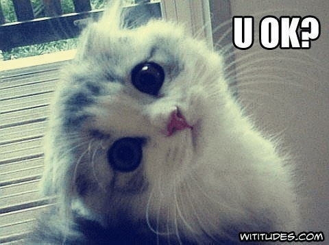 Uok Cat GIF - Uok Cat Cute GIFs