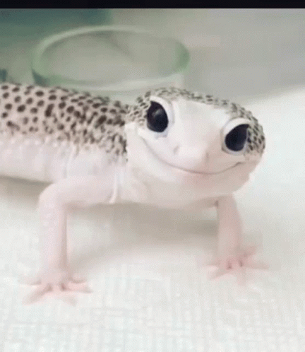 Geckos Cute GIF - Geckos Cute Wink GIFs