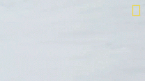 Running Snow Leopards101 GIF - Running Snow Leopards101 Lets Go GIFs