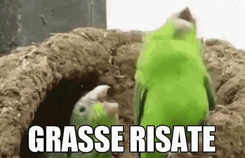 a green parrot is standing next to another parrot in a hole with the words grasse risate written above it .